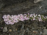 Androsace alpina 8, Saxifraga-Willem van Kruijsbergen