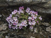 Androsace alpina 9, Saxifraga-Willem van Kruijsbergen