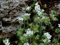 Androsace barbulata 2, Saxifraga-Willem van Kruijsbergen