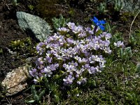 Androsace carnea 5, Saxifrag-Luuk Vermeer