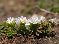 Androsace carnea 6, Saxifraga-Luuk Vermeer