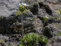 Androsace chamaejasme 11, Saxifraga-Luuk Vermeer