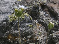 Androsace chamaejasme 12, Saxifraga-Luuk Vermeer