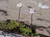 Androsace chamaejasme 13, Saxifraga-Luuk Vermeer