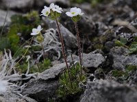 Androsace chamaejasme 17, Saxifraga-Luuk Vermeer