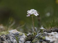 Androsace chamaejasme 19, Saxifraga-Luuk Vermeer