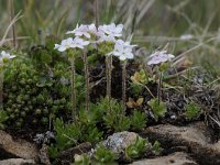 Androsace chamaejasme 20, Saxifraga-Luuk Vermeer