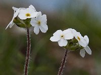 Androsace chamaejasme 9, Saxifraga-Luuk Vermeer