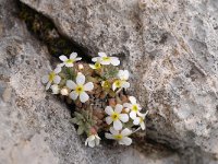 Androsace hausmannii 8, Saxifraga-Luuk Vermeer