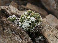 Androsace helvetica 10, Saxifraga-Luuk Vermeer