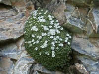 Androsace helvetica 11, Saxifraga-Luuk Vermeer