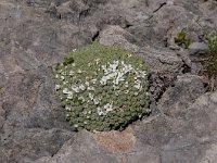 Androsace helvetica 15, Saxifraga-Luuk Vermeer