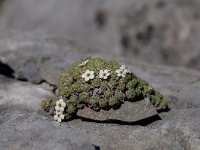 Androsace helvetica 16, Saxifraga-Luuk Vermeer