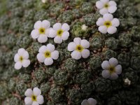 Androsace helvetica 2, Saxifraga-Luuk Vermeer