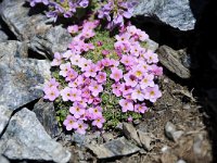 Androsace helvetica 24, Saxifraga-Luuk Vermeer