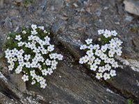 Androsace helvetica 26, Saxifraga-Luuk Vermeer