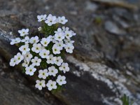 Androsace helvetica 27, Saxifraga-Luuk Vermeer