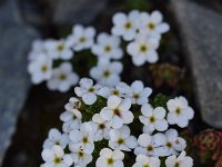 Androsace helvetica 29, Saxifraga-Luuk Vermeer