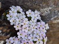 Androsace helvetica 31, Saxifraga-Luuk Vermeer