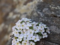 Androsace helvetica 32, Saxifraga-Luuk Vermeer