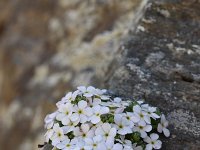 Androsace helvetica 33, Saxifraga-Luuk Vermeer