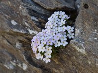 Androsace helvetica 34, Saxifraga-Luuk Vermeer