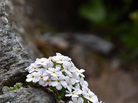 Androsace helvetica 35, Saxifraga-Luuk Vermeer