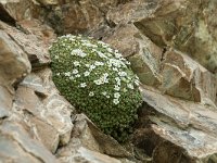 Androsace helvetica 6, Saxifraga-Luuk Vermeer