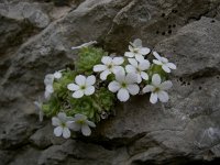 Androsace pubescens 2, Saxifraga-Luuk Vermeer