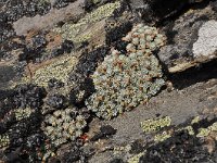 Androsace vandellii 10, Saxifraga-Harry Jans