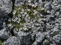 Androsace vandellii 15, Saxifraga-Luuk Vermeer