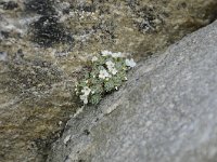 Androsace vandellii 16 Saxifraga-Luuk Vermeer