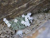 Androsace vandellii 18, Saxifraga-Luuk Vermeer