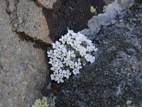 Androsace vandellii 27, Saxifraga-Luuk Vermeer