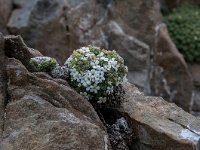 Androsace vandellii 30, Saxifraga-Luuk Vermeer