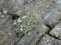 Androsace vandellii 31, Saxifraga-Luuk Vermeer