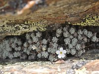 Androsace vandellii 7, Saxifraga-Harry Jans