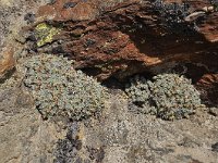 Androsace vandellii 8, Saxifraga-Harry Jans