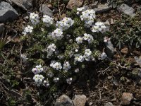 Androsace villosa 48, Saxifraga-Willem van Kruijsbergen