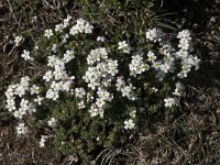 Androsace villosa 49, Saxifraga-Willem van Kruijsbergen