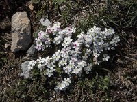 Androsace villosa 51, Saxifraga-Willem van Kruijsbergen