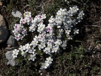 Androsace villosa 52, Saxifraga-Willem van Kruijsbergen