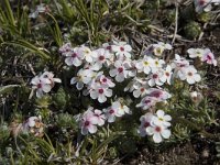 Androsace villosa 54, Saxifraga-Willem van Kruijsbergen