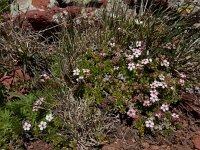 Androsace villosa 57, Saxifraga-Ed Stikvoort