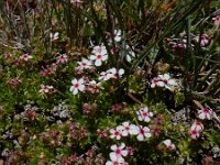 Androsace villosa 58, Saxifraga-Ed Stikvoort