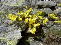 Androsace vitaliana 37, Saxifraga-Luuk Vermeer