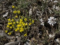 Androsace vitaliana ssp cinerea 1, Saxifraga-Willem van Kruijsbergen