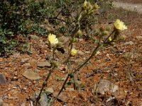 Andryala integrifolia 16, Saxifraga-Ed Stikvoort