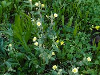 Andryala integrifolia 17, Saxifraga-Ed Stikvoort