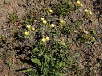 Andryala integrifolia 19, Saxifraga-Ed Stikvoort